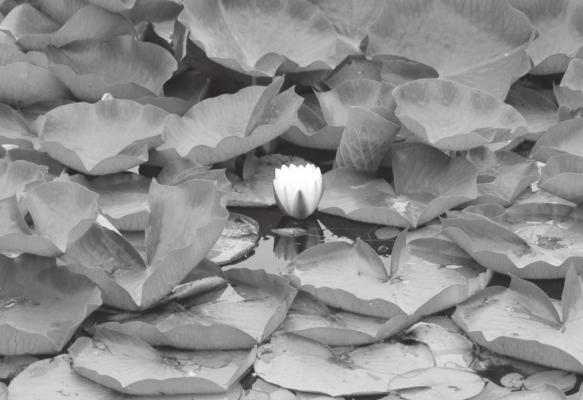 This photo submitted for the contest was taken by Jennifer Lewis of Ord at the Nebraska National Forest at Halsey