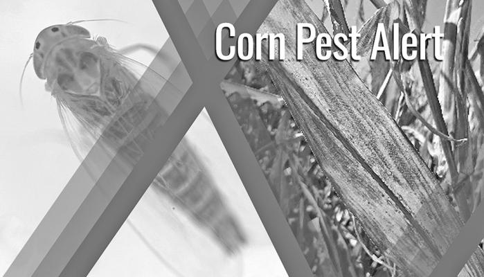 Presence of Corn Leafhoppers