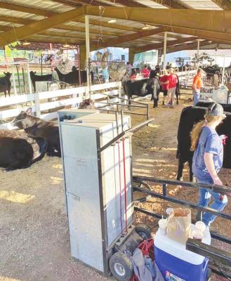The time is almost here for area 4-H and FFA kids to enter their projects and show their animals. The Custer County Fair runs from July 31 - Aug. 4. Photo courtesy Custer County Fairgrounds
