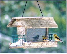 Why The Feeders Might Be Empty