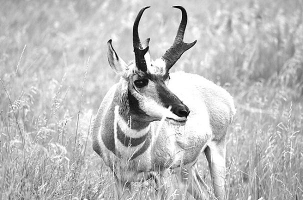 Pronghorn Sightings Are Not Unusual Here