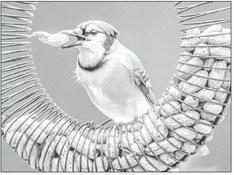 The Sounds of Spring Are Music to Bird Enthusiasts