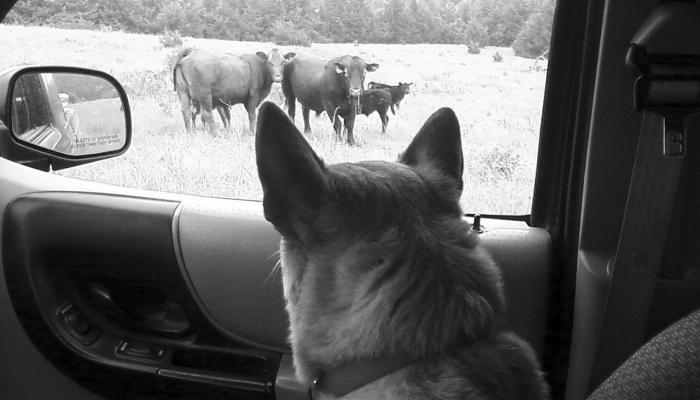 Man’s Best Friend May Be Questionable Sometimes