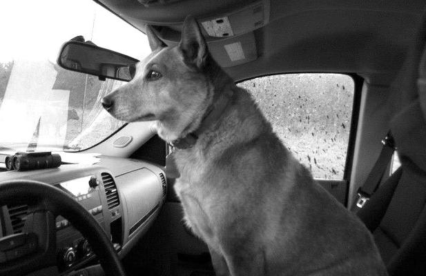 Man’s Best Friend May Be Questionable Sometimes