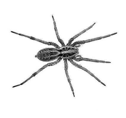 Tales of Encounters With The Eight-Legged Beasts