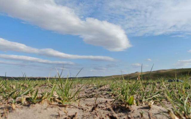 This photo of rangeland in Lincoln County just two months after the Feb. 27, 2024, Betty's Way wildfire, shows how resilient the land can be. (Photo courtesy Nebraska Extension)