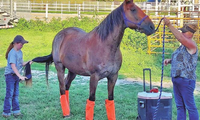 Ellie Phelps brushes the tail of her horse while her mom, Lana Phelps holds the horse. Ellie was demonstrating horse safety to a group of 4-H members in Callaway in preparation for the Custer County Fair. Photo courtesy Callaway Tail Twisters 4-H Club