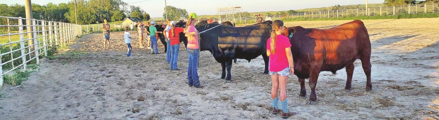 Young people involved in 4-H spend hours preparing their animals for showing at the local county fair. The Tail Twisters have been practicing for weeks for next week's shows. Photos courtesy Callaway Tail Twisters 4-H Club