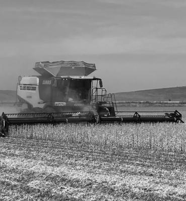 Yields Inconsistent in Drought Impacted Year