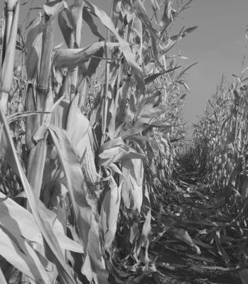 Yields Inconsistent in Drought Impacted Year