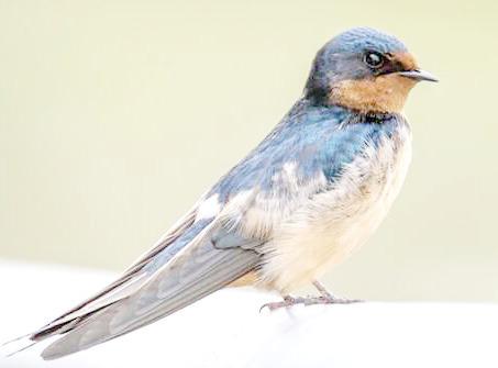 Barn Swallow Chosen as 2025 Mascot Bird