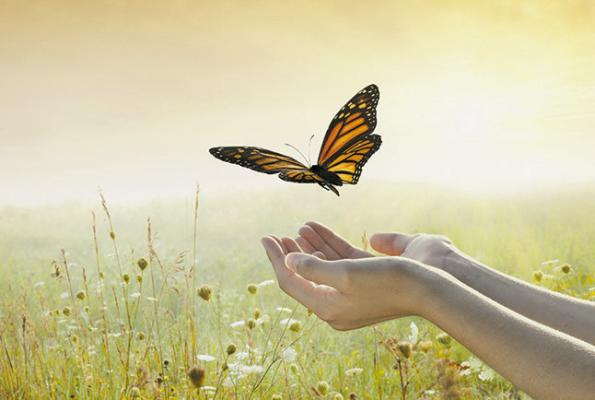 THE FALL OF THE BUTTERFLY