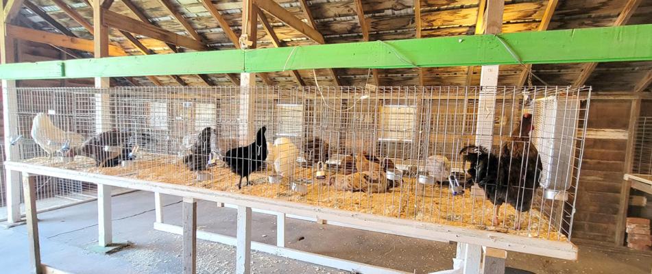 The many variets of chickens wait to be shown at the Custer County Fair. (Courier photos by Loleta Connell)