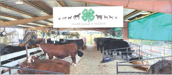 The South Loup 4-H Club cattle barn. (Courier photos by Loleta Connell)