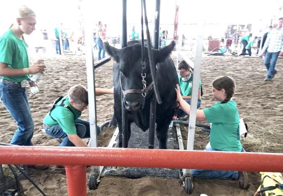 The 2023 South Loup 4-H fitting team is shown at work during the Custer County Fair. Team members are Addison Dalrymple, Jaxson Guthrie, Shaun Johnson and Kennedy Eggleston.