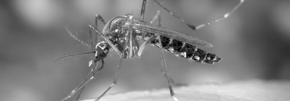 The Department of Health and Human Services is warning all Nebraskans to take precautions when outdoors, as positive cases of West Nile are high. (Photo courtesy National Institutes of Health)