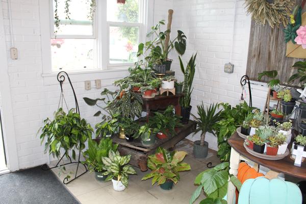 A variety of leafy plants rest by a window.