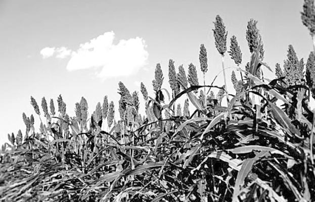 Nebraska Sorghum Field Day moves to Axtell in September