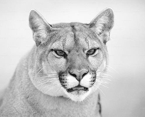 Coming Face-to-Face With a Big Cat