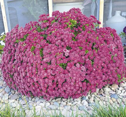 A Life Lesson Learned From a Dried-Up Mum