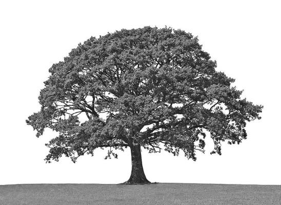 All About Oak Trees, And The Fruit They Produce