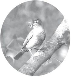 Birding...A Great Hobby With No Controversy