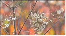 The Season is Upon Us - It's Spider Time