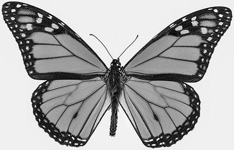Be Watchful – It's Monarch Migration Time