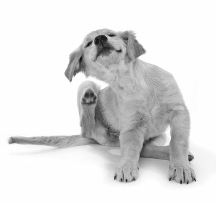 Disease Spreading Fleas Have Even Been Used in War