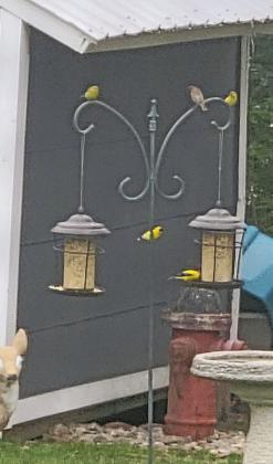 Now’s a Good Time to Enjoy The 2026 Bird Mirgration