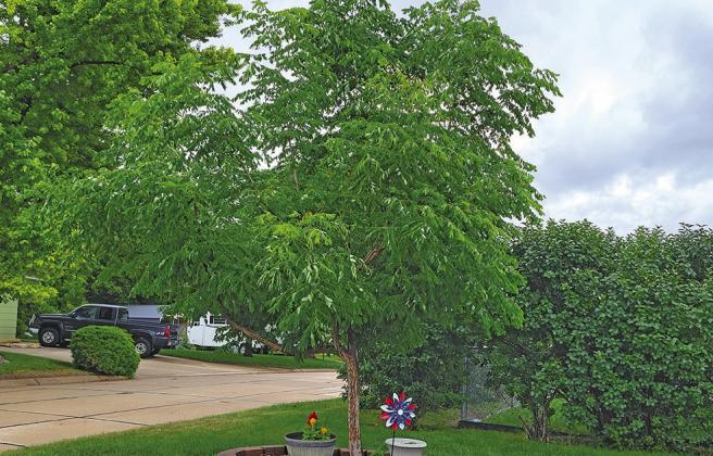 Life - And Tree Limbs - Can Be Quite Fragile