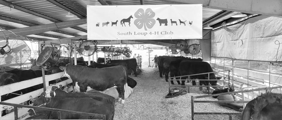 Sunday, July 28, was check-in day for 4-H bucket calves, breeding heifers, and horses at the Custer County Fairgrounds, and weigh-in day for market beef, market swine, meat goats and market sheep. South Loup 4-H families began arriving early in the day with their livestock and were fortunate to have the open barn in the hot weather. (Courier photos by Loleta Connell unless otherwise designated)
