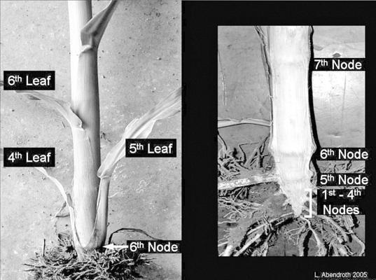 Accurately Growth Staging Corn
