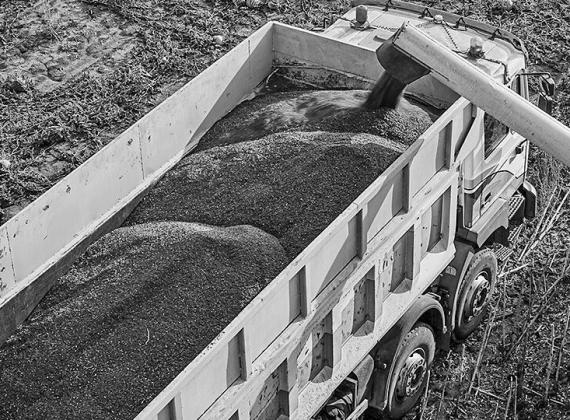 Fewer harvested acres are driving substantial declines in Nebraska sunflower, dry edible bean and sugarbeet production, according to USDA's October forecast. (CropWatch/Shutterstock Image)