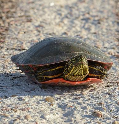 LOUP LINES: Brake For Turtles