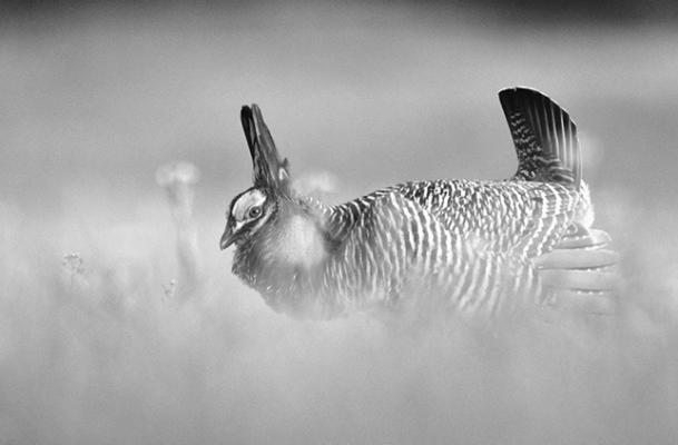 LOUP LINES: Nebraska’s Spring Migrations