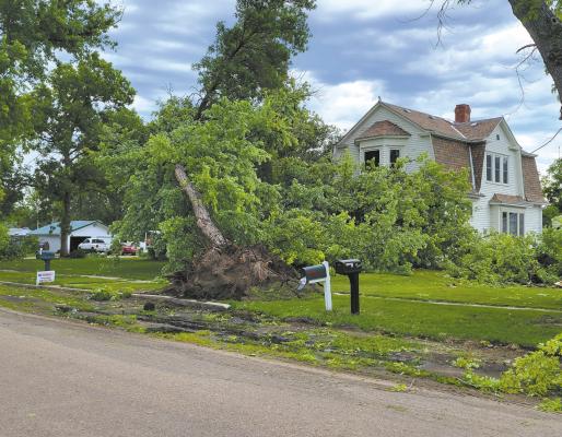 Large trees were ripped from the ground throughout the village of Callaway early Saturday morning, July 29, as a massive quick-moving storm rumbled through the area. Many homes and buildings were also damaged. (Courier photo by Ellen Mortensen)