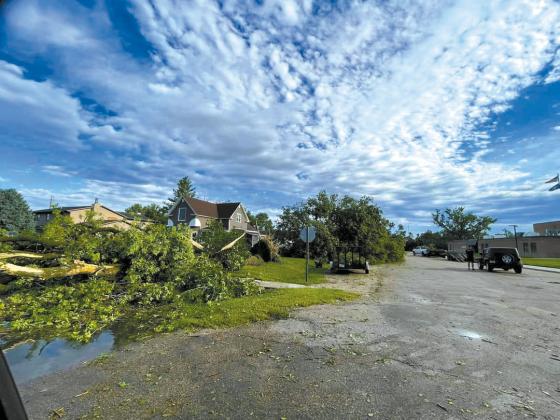 This large tree was one of many ripped from the ground in the July 29 storm. (Photo courtesy Janet Kalinowski)