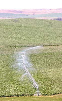 Loup Lines: Over-Irrigation can Leach Nitrogen and Reduce Yield