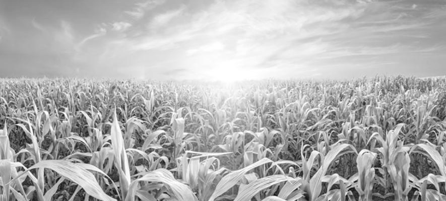 Flat Earth, Tall Corn - And How Technology Has Changed