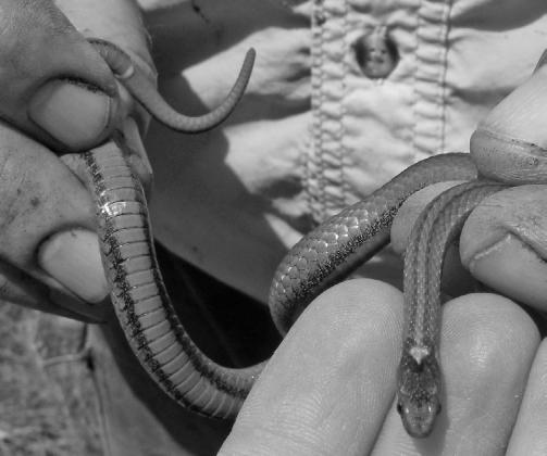 Studying The Snakes of Nebraska – Even Invisible Ones