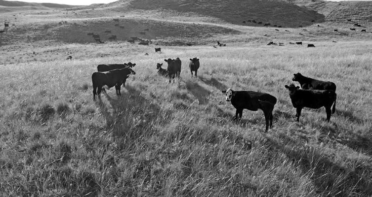 Lincoln County Cattlemen to Offer Extension Programming
