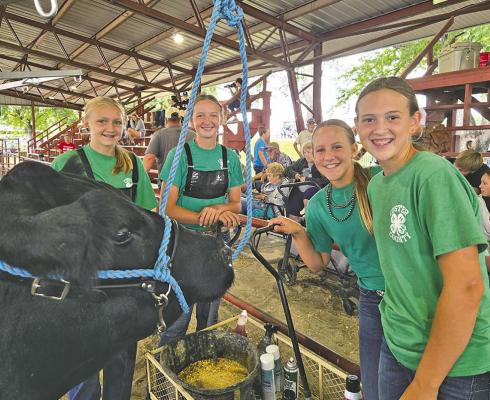 The 2025 Custer County Fair is in the books, with a new extension educator on board. Participants in this year's fair included these girls getting ready for the fitting contest: from left, Addison Dalrymple, MaKenna Weinman, Paityn Dailey, and Bree Blowers. (Photo courtesy Karla Pandorf)