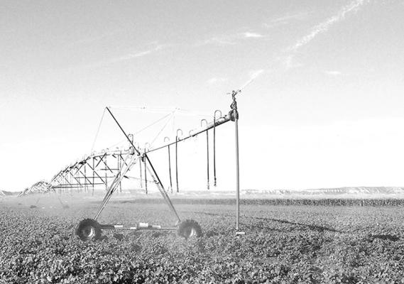Center pivot in a dry bean field. (Photo by Gary Stone)
