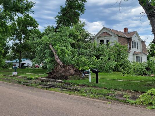 This was just one of many uprooted trees throughout the village of Callaway after a severe storm rolled through early Saturday morning. (Courier photo by Ellen Mortensen)