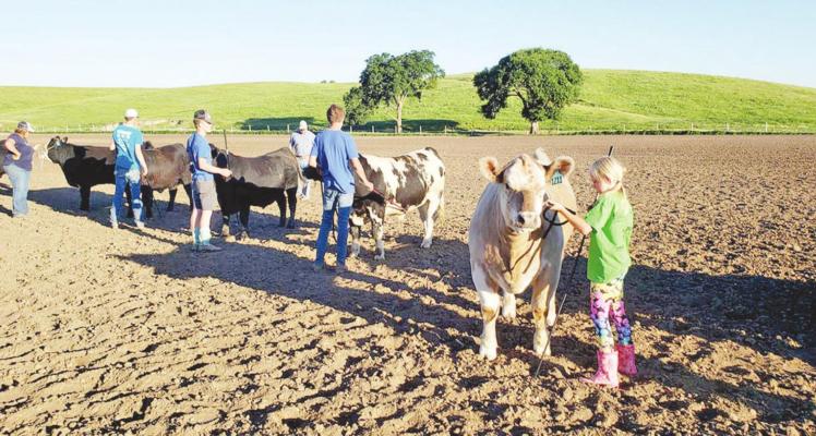 Practice makes perfect, and this time of year 4-Hers across the county are getting in their practice time for showing at the county fair in July. 4-H practices are just one of the many activities happening at the Custer County Fairgrounds this summer. (Photo courtesy Tail Twisters 4-H)