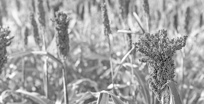 Tips For Winter Grazing Native