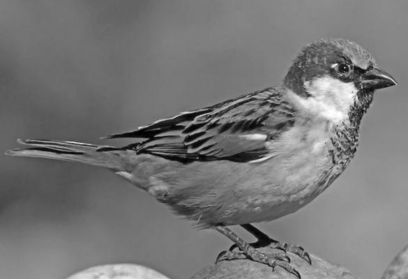 Nebraska Birding Bowl Open to All Experience Levels of Branch Acquisition