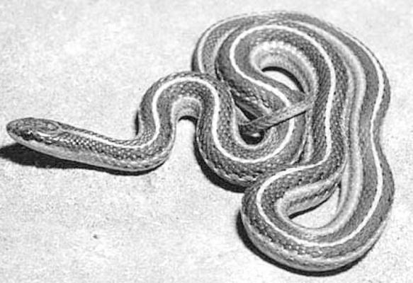 No Need to Fear Lined - Or Many Other - Snakes