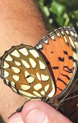 Rare Butterfly Documented in Ord